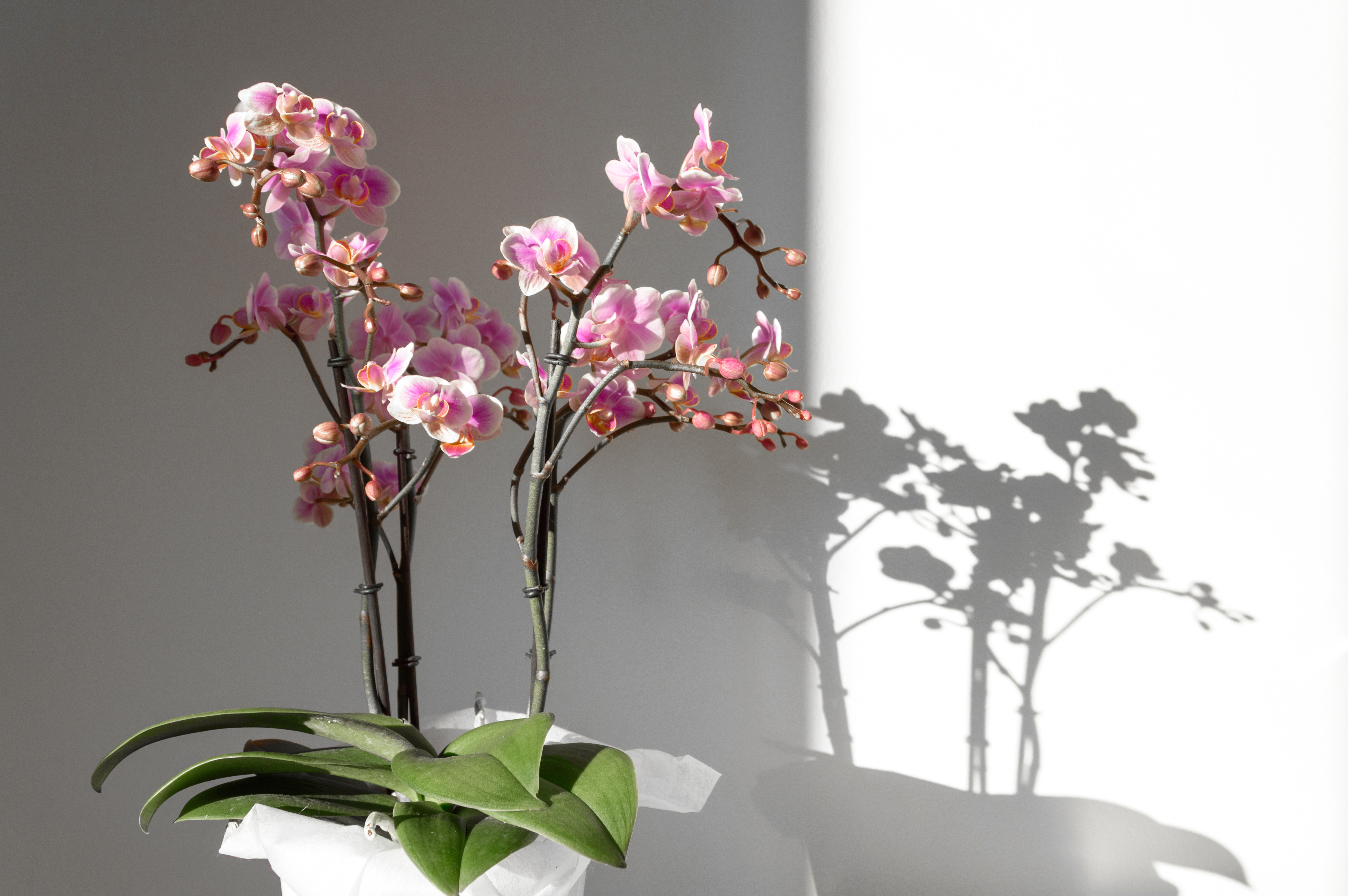 Orchid plant with contrasting shadow
